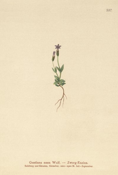 Gentiane naine (Gentiana nana, Gentianella nana) - German School