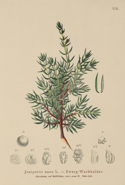 Genévrier nain (Juniperus nana, Juniperus communis subsp. nana, Juniperus communis var. saxatilis) - German School