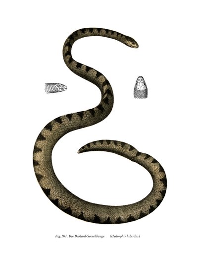 Serpent de mer nain - German School