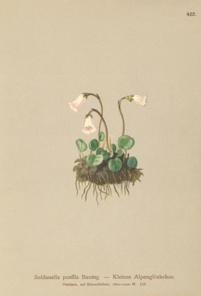 Petite soldanelle (Soldanella pusilla, Soldanella alpicola) - German School