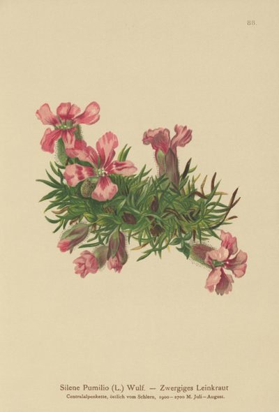 Saponaire naine (Silene Pumilio, Saponaria pumilia) - German School