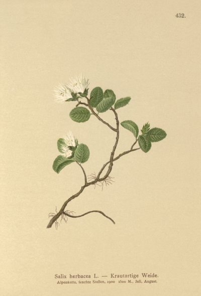 Saule nain (Salix herbacea) - German School