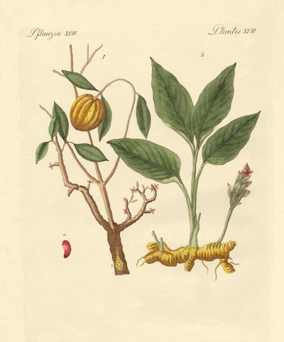 Plantes tinctoriales - German School