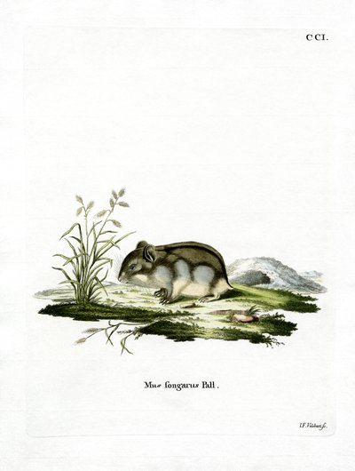 Hamster nain de Dzungarie - German School