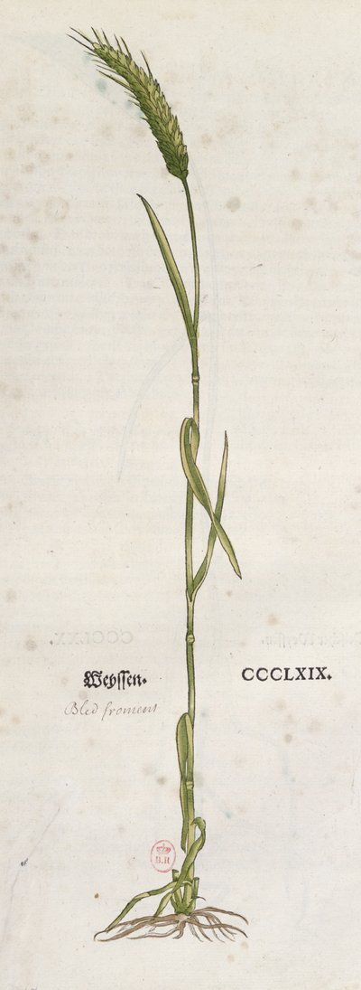 Épi de blé, tiré de L