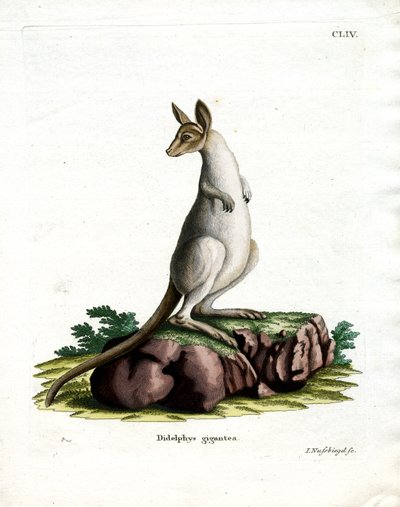 Kangourou gris de l