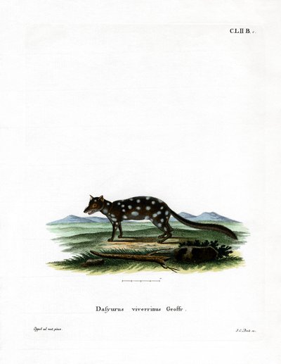 Quoll oriental - German School