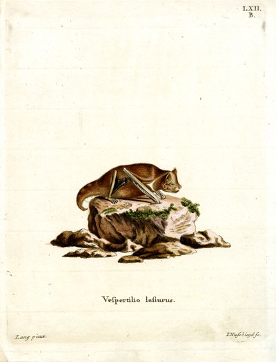Chauve-souris rousse de l