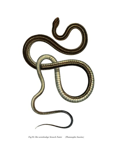 Serpent ruban oriental - German School