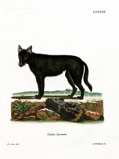 Loup de l