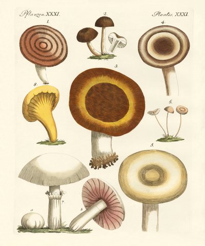 Champignons comestibles - German School