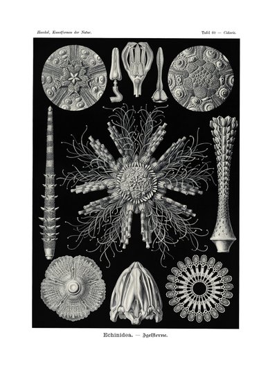 Echinidea, 1899-1904 - German School