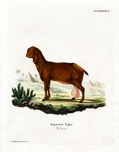Chèvre Égyptienne - German School