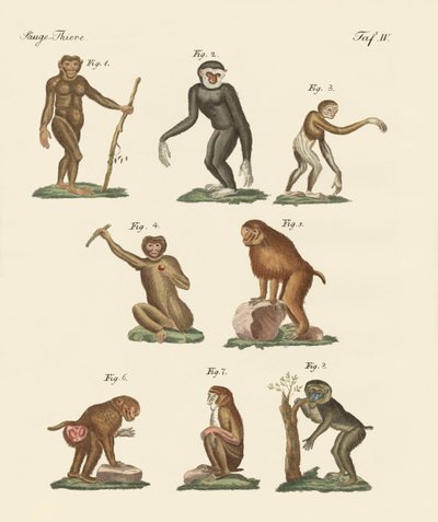 Huit types de singes - German School