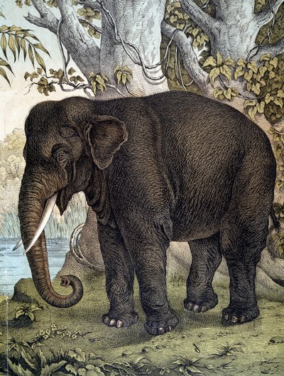 Éléphant - dans "Histoire naturelle des mammifères", éd. Schreiber, Munich - German School