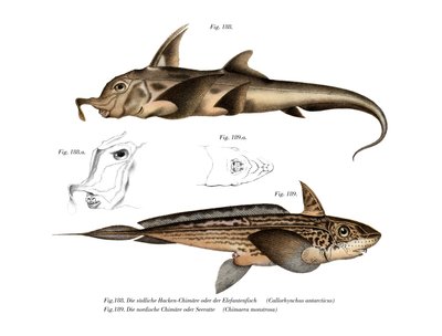 Poisson éléphant - German School