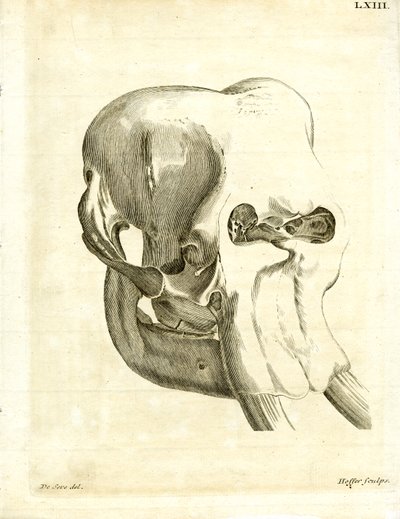 Crâne d