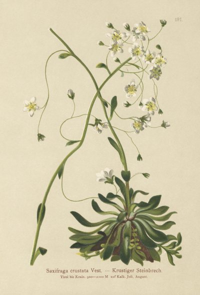 Saxifrage encroutée (Saxifraga crustata) - German School