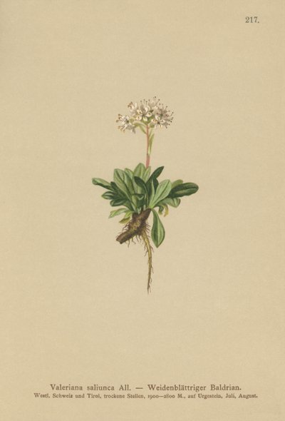 Valériane à feuilles entières (Valeriana saliunca) - German School