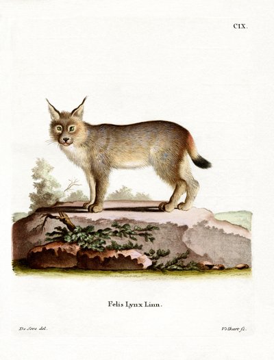 Lynx eurasien - German School