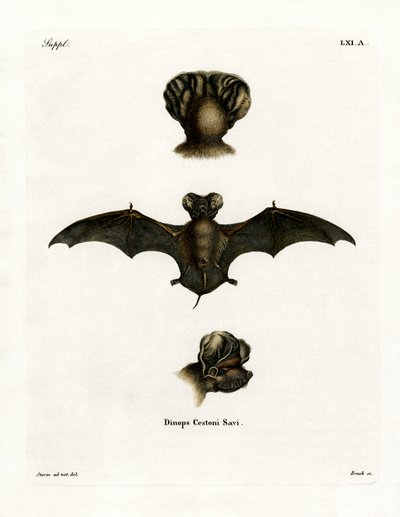 Chauve-souris à queue libre européenne - German School