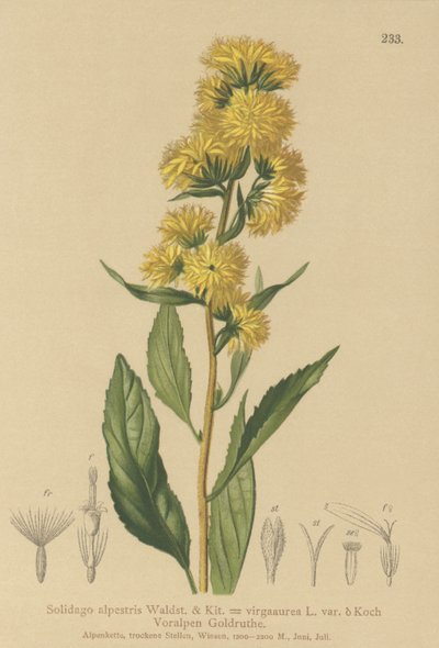 Solidage des Alpes (Solidago alpestris, Solidago virgaurea) - German School