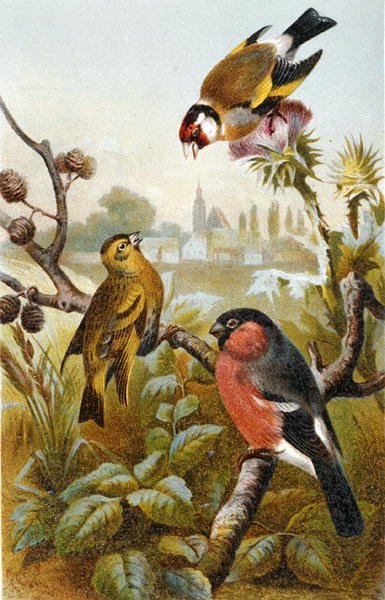 Chardonneret élégant, Bulbul ictérin et Bouvreuil pivoine, planche de "Brehm