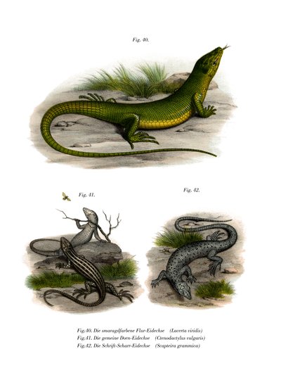 Lézard vert européen - German School