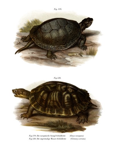 Tortue de bassin européenne - German School