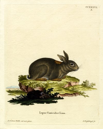 Lapin européen - German School