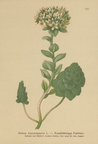 Orpin toujours vert (Sedum Anacampseros, Hylotelephium anacampseros) - German School