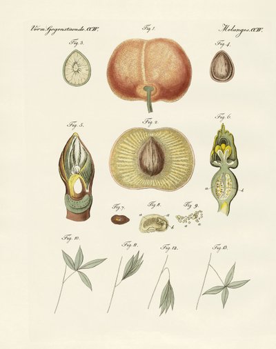 Évolution et reproduction des plantes et sommeil des feuilles - German School