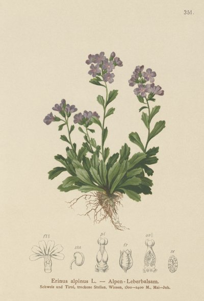 Erin des Alpes (Erinus alpinus) - German School