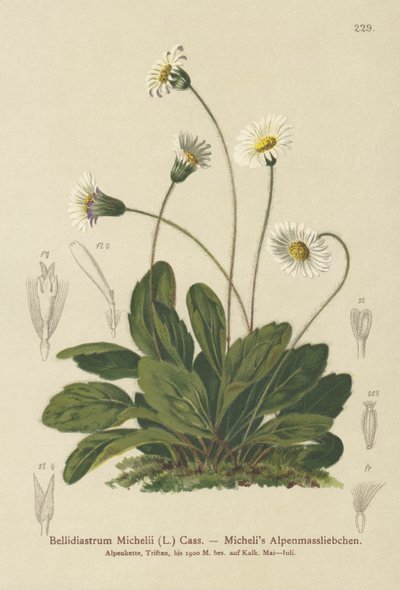 Faux aster (Bellidiastrum michellii) - German School
