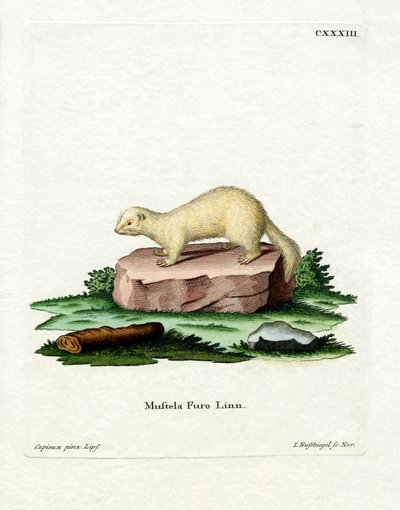 Furet - German School