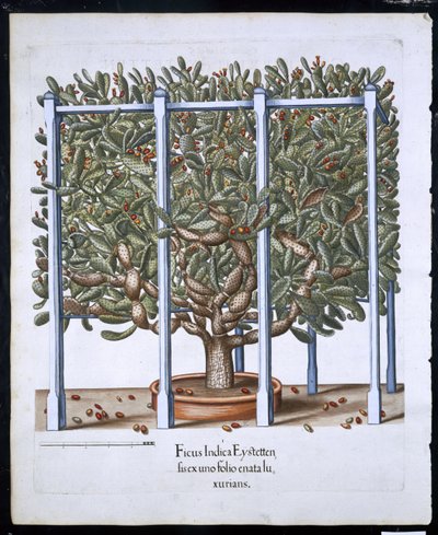 Ficus Indica Eystten de Hortus Eystettensis par Basil Besler (1561-1629) publié en 1613 - German School