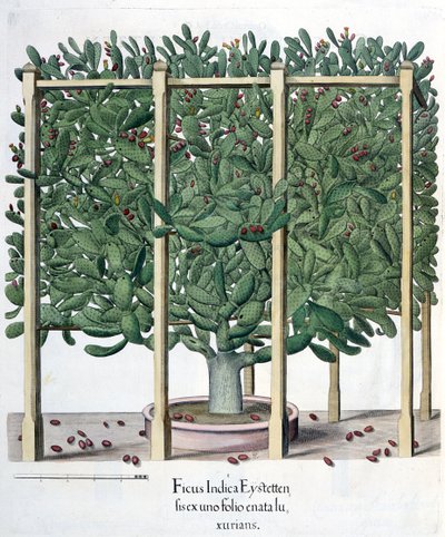 Ficus indica eystettensis, du Hortus Eystettensis par Basil Besler (1561-1629), pub. 1613 - German School