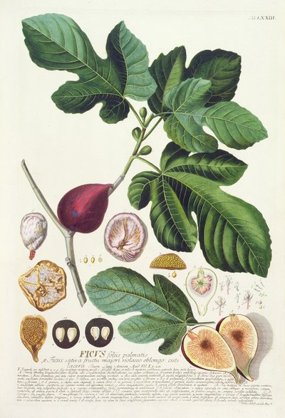 Figue, gravée par Johann Jakob Haid (1704-67) planche 73 d