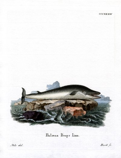 Baleine à Nageoires - German School