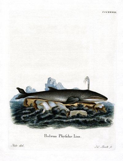 Baleine à Nageoires - German School