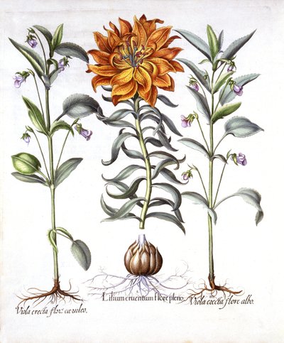 Fire Lily et Viola, de Hortus Eystettensis, par Basil Besler, pub. 1613 - German School