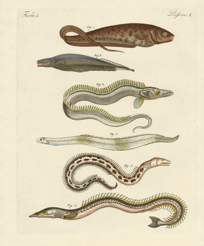 Poissons - German School