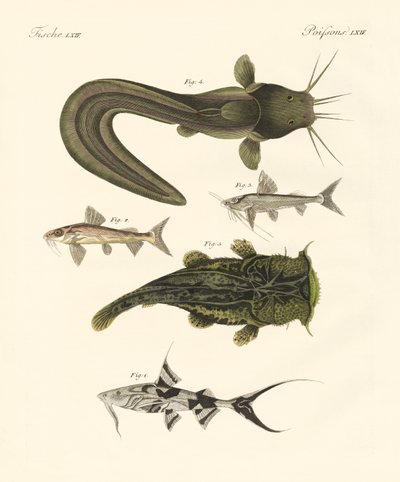 Poissons du Bengale - German School