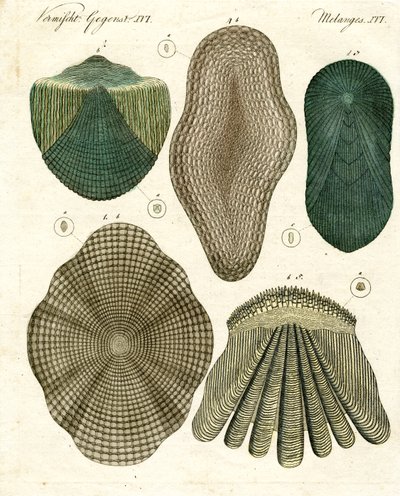 Écailles de poisson - German School