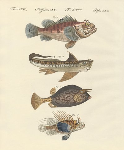 Poisson de forme étrange - German School