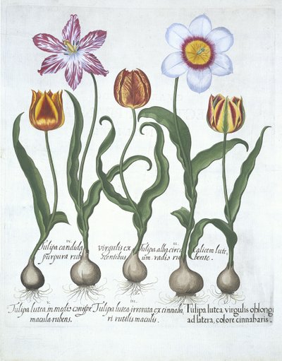 Cinq tulipes, de Hortus Eystettensis par Basil Besler (1561-1629) publié en 1613 - German School