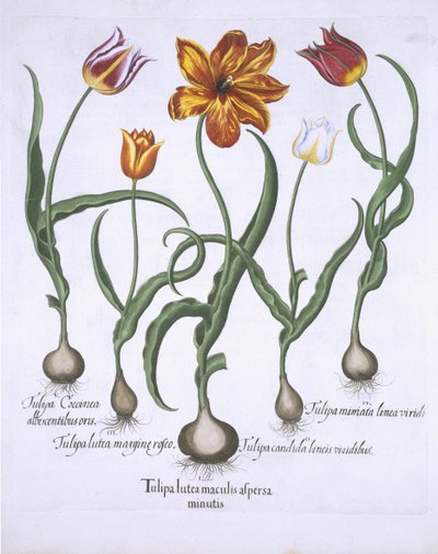 Cinq tulipes, de Hortus Eystettensis par Basil Besler (1561-1629) publié en 1613 - German School