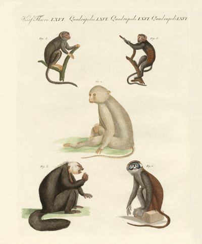 Cinq types de singes - German School