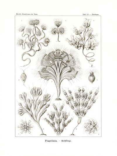 Flagellata, 1899-1904 - German School