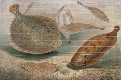 Poisson plat, planche de Brehms Tierleben: Allgemeine Kunde des Tierreichs, vol.8, p.224, publié par Bibliographisches Institut, 1892 - German School